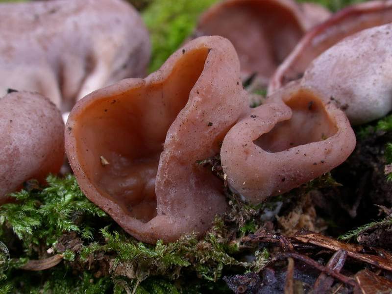 Discina perlata
